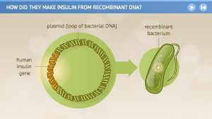 تولید انسولین از نوترکیب دی ان ای (DNA)