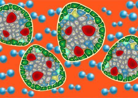 پیوند سلول‌های جزایر پانکراس زیر پوست برای درمان دیابت